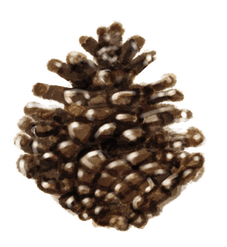 Pinecone